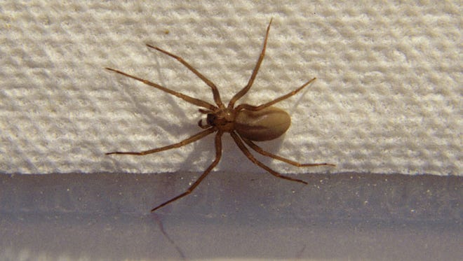 Brown Recluse In Michigan