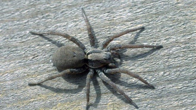 The Spider Guy Spider and Pest Control Service