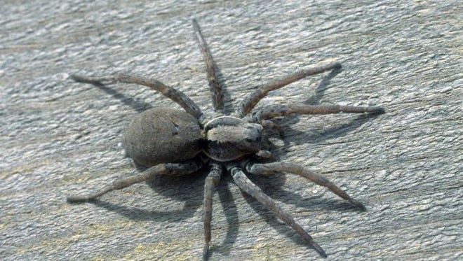 Wolf Spider In Michigan